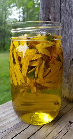 Sterilize your environment with honeysuckle oil – Kessab Herbs